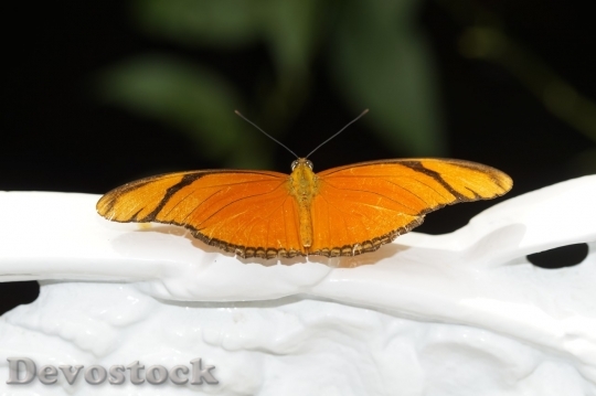 Devostock Butterfly colorful  (146)