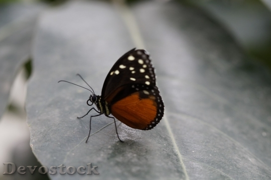 Devostock Butterfly colorful  (148)