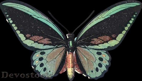 Devostock Butterfly colorful  (16)