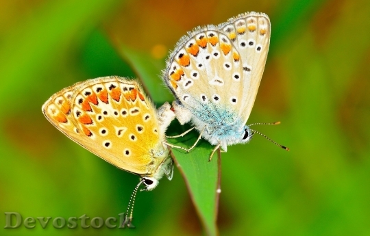 Devostock Butterfly colorful  (169)