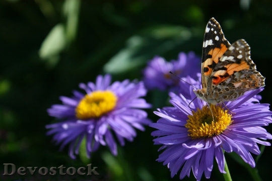 Devostock Butterfly colorful  (171)