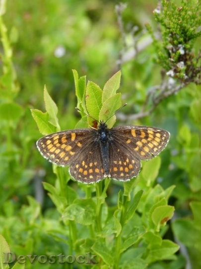 Devostock Butterfly colorful  (186)