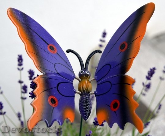 Devostock Butterfly colorful  (200)