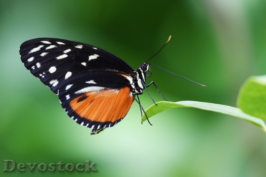 Devostock Butterfly colorful  (201)