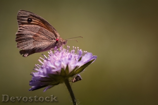 Devostock Butterfly colorful  (206)