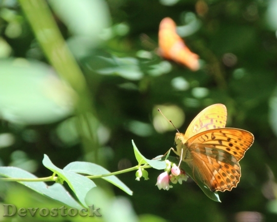 Devostock Butterfly colorful  (207)