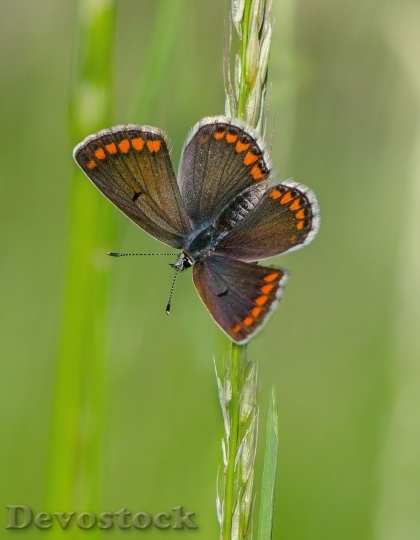 Devostock Butterfly colorful  (210)