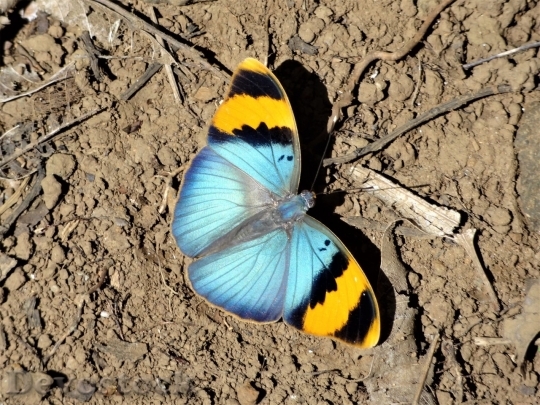 Devostock Butterfly colorful  (211)