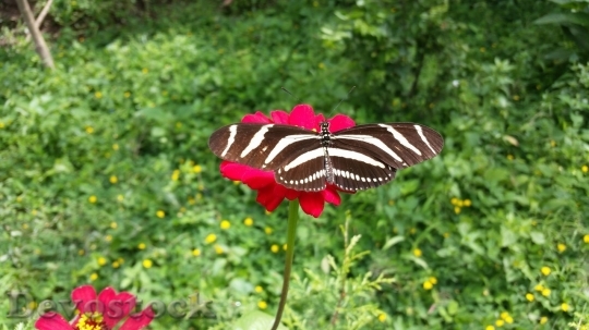 Devostock Butterfly colorful  (235)