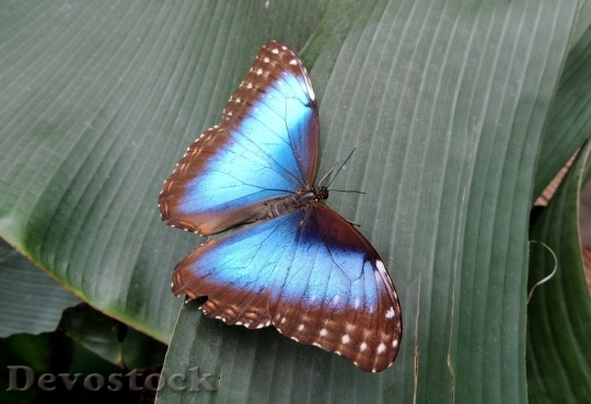 Devostock Butterfly colorful  (236)