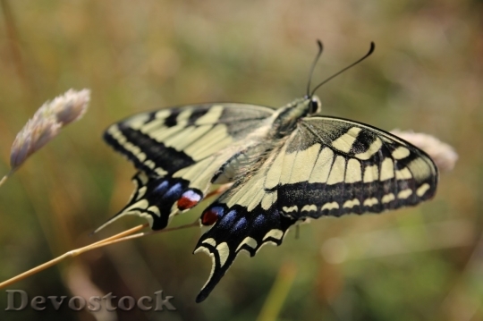 Devostock Butterfly colorful  (237)