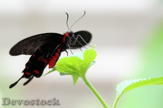 Devostock Butterfly colorful  (252)