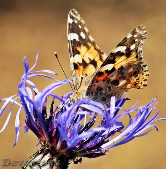 Devostock Butterfly colorful  (256)