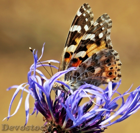 Devostock Butterfly colorful  (257)