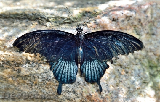 Devostock Butterfly colorful  (258)