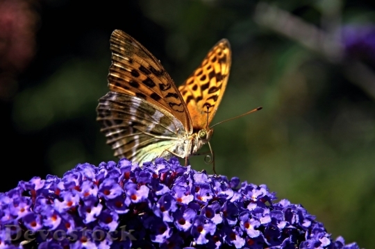 Devostock Butterfly colorful  (269)