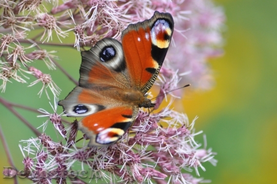 Devostock Butterfly colorful  (272)