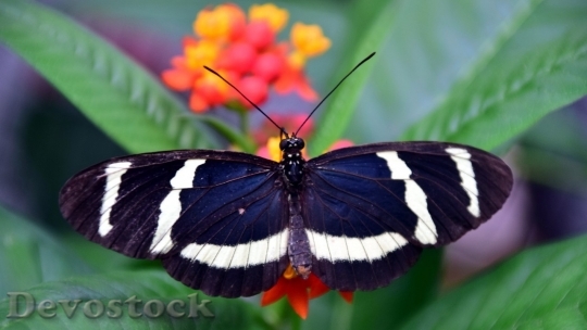 Devostock Butterfly colorful  (275)
