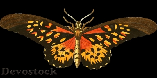 Devostock Butterfly colorful  (280)