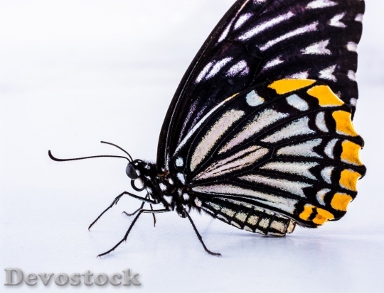 Devostock Butterfly colorful  (284)