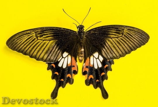 Devostock Butterfly colorful  (292)
