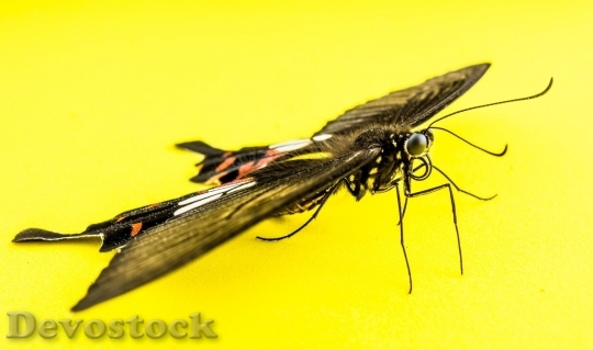 Devostock Butterfly colorful  (294)