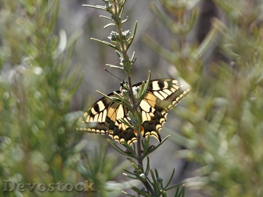Devostock Butterfly colorful  (3)