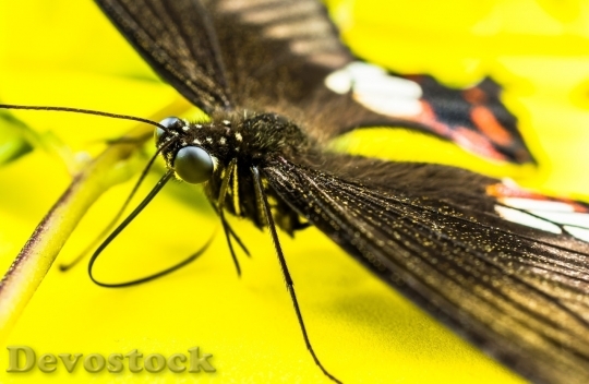 Devostock Butterfly colorful  (300)