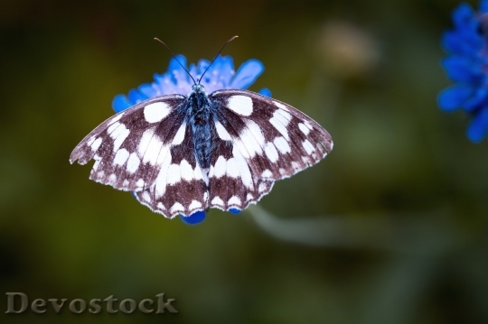 Devostock Butterfly colorful  (301)