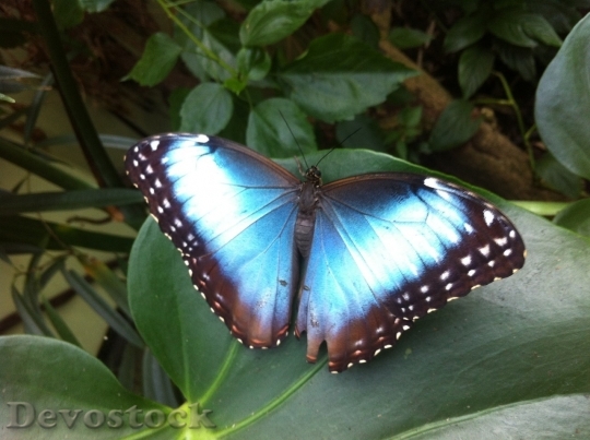 Devostock Butterfly colorful  (305)