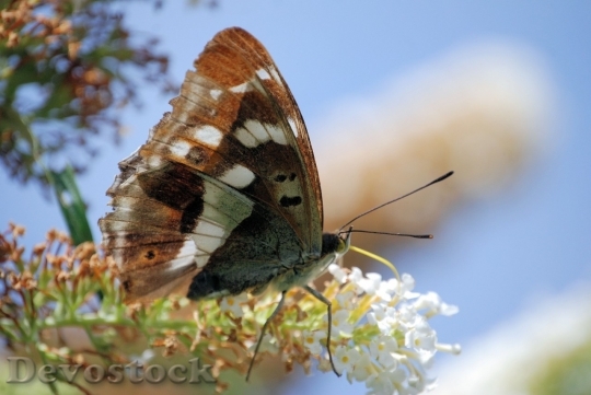 Devostock Butterfly colorful  (306)