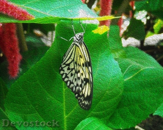Devostock Butterfly colorful  (311)