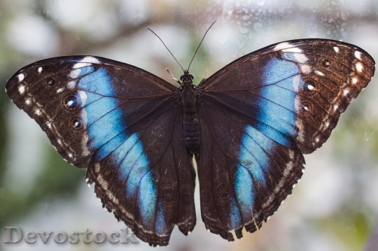 Devostock Butterfly colorful  (314)