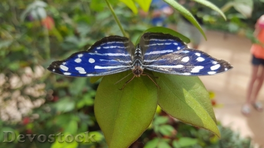 Devostock Butterfly colorful  (315)