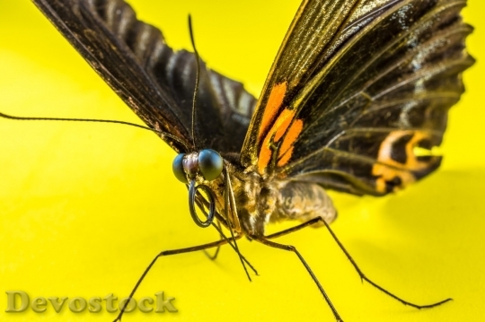 Devostock Butterfly colorful  (324)