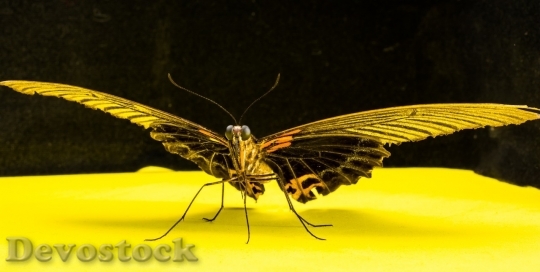 Devostock Butterfly colorful  (329)