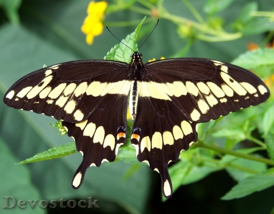 Devostock Butterfly colorful  (33)