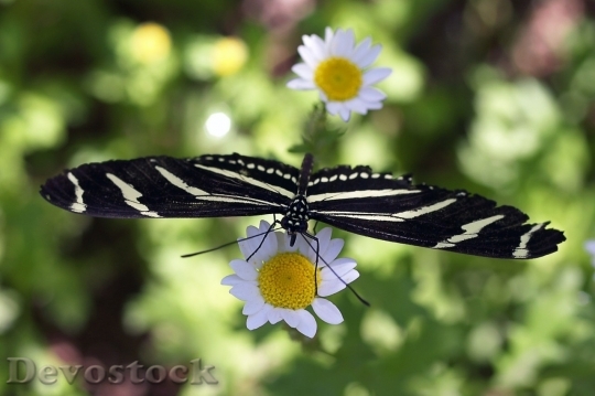 Devostock Butterfly colorful  (340)