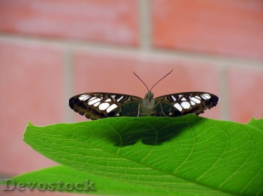 Devostock Butterfly colorful  (341)