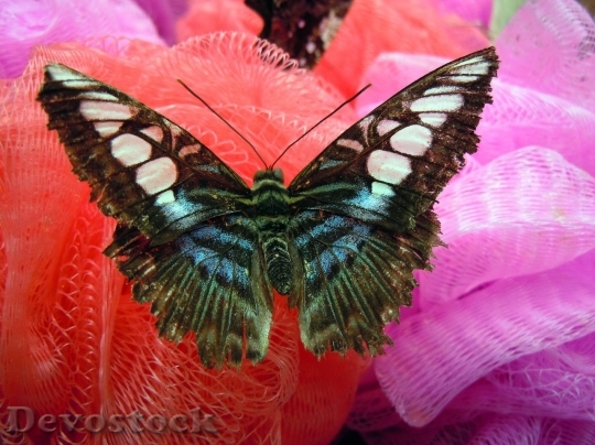 Devostock Butterfly colorful  (343)