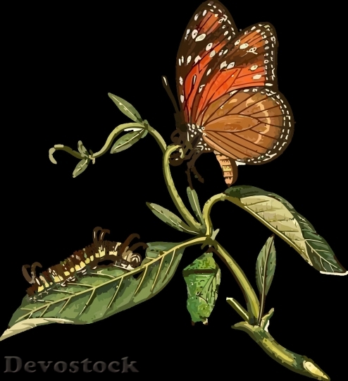 Devostock Butterfly colorful  (35)