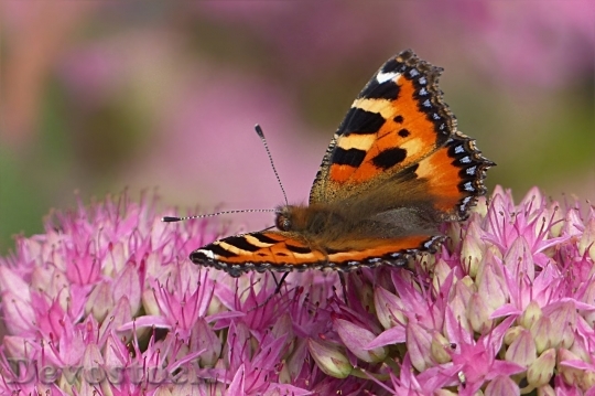 Devostock Butterfly colorful  (357)