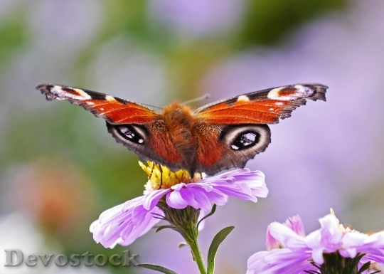 Devostock Butterfly colorful  (360)