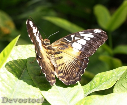 Devostock Butterfly colorful  (366)