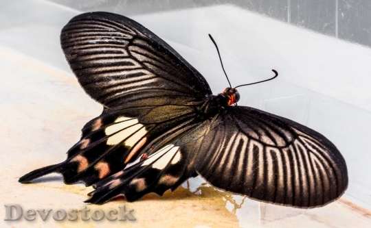 Devostock Butterfly colorful  (375)