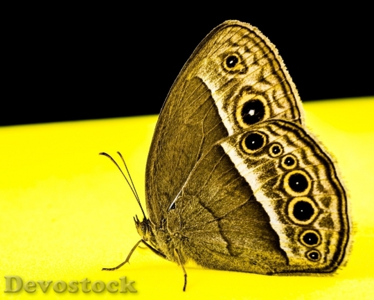 Devostock Butterfly colorful  (380)