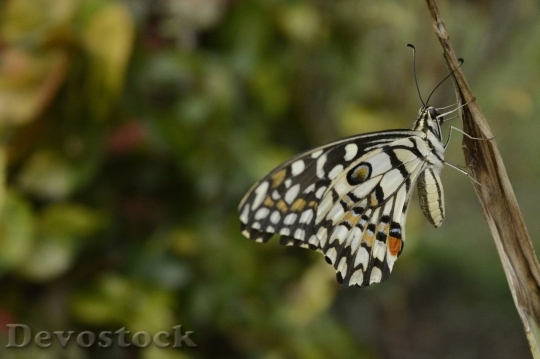 Devostock Butterfly colorful  (381)