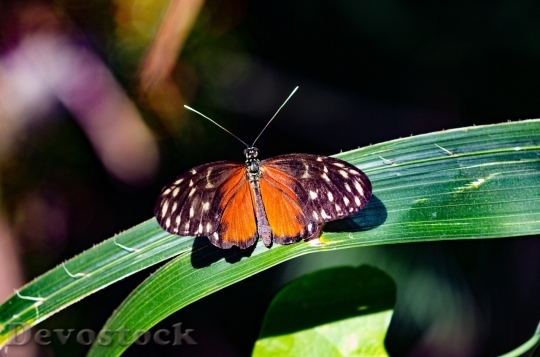 Devostock Butterfly colorful  (391)