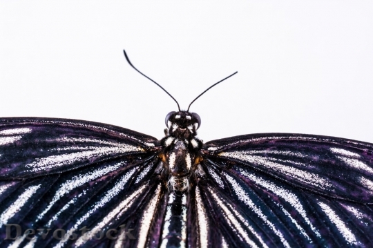 Devostock Butterfly colorful  (394)