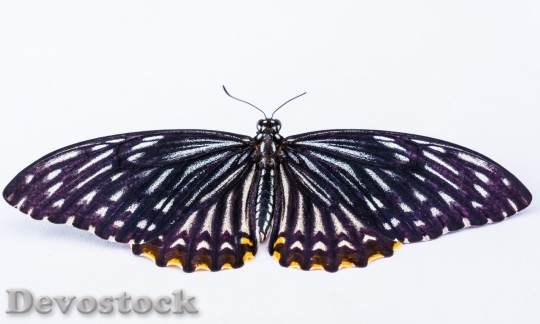 Devostock Butterfly colorful  (396)